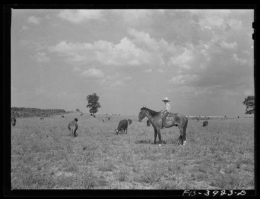 Untitled photo, possibly related to: Lauderdale County, Alabama. Tennessee Valley Authority (TVA). Cattle on Julien H. Case's farm