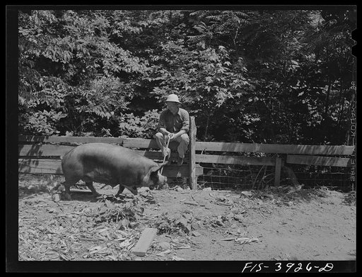 Untitled photo, possibly related to: Lauderdale County, Alabama. Tennessee Valley Authority (TVA). Sow on the Julien H. Case farm