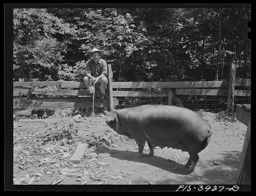 Lauderdale County, Alabama. Tennessee Valley Authority (TVA). Sow on the Julien H. Case farm