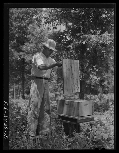 Lauderdale County, Alabama. Tennessee Valley Authority (TVA). Julien Case fixing a beehive on his farm