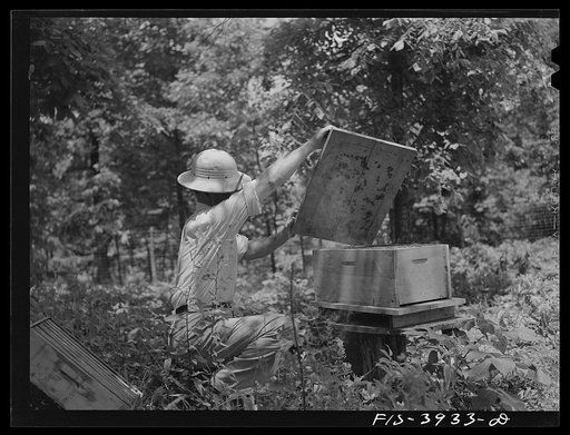 Untitled photo, possibly related to: Lauderdale County, Alabama. Tennessee Valley Authority (TVA). Julien Case fixing a beehive on his farm