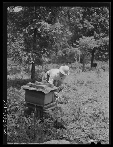 Untitled photo, possibly related to: Lauderdale County, Alabama. Tennessee Valley Authority (TVA). Julien Case fixing a beehive on his farm