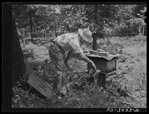 Untitled photo, possibly related to: Lauderdale County, Alabama. Tennessee Valley Authority (TVA). Julien Case fixing a beehive on his farm