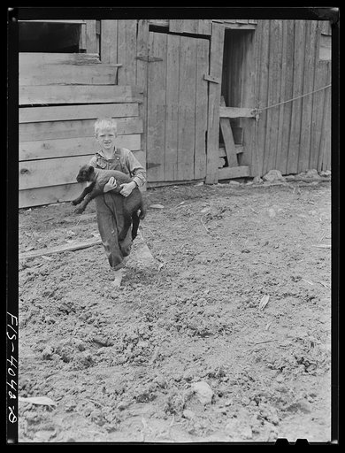 Untitled photo, possibly related to: Knox County, Tennessee (Tennessee Valley Authority (TVA)). Eddie Butter, farm boy, holds a lamb