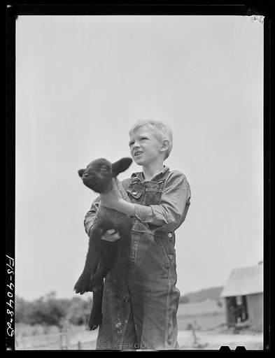 Untitled photo, possibly related to: Knox County, Tennessee (Tennessee Valley Authority (TVA)). Eddie Butter, farm boy, holds a lamb