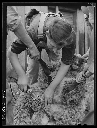 Untitled photo, possibly related to: Knox County, Tennessee (Tennessee Valley Authority (TVA)). Shearing sheep with electric clippers