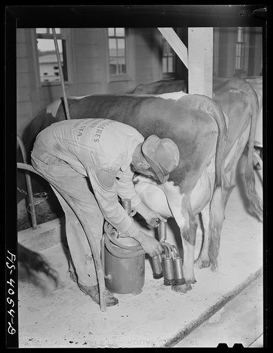 Knox County, Tennessee (Tennessee Valley Authority (TVA)). Cows are milked by electricity on the Broadacre Dairy Farm