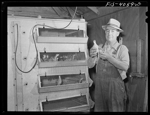 Knox County, Tennessee (Tennessee Valley Authority (TVA)). Mr. Robert Bacon with electric chick brooder