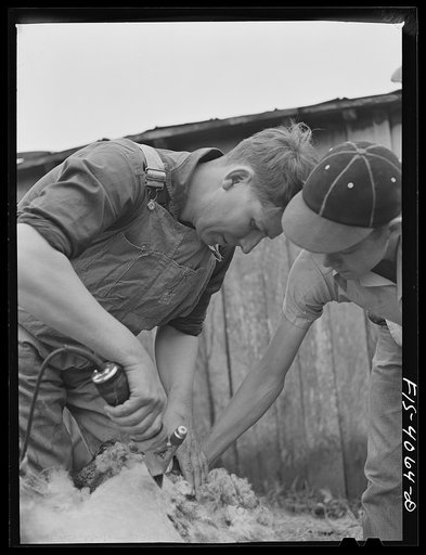 Untitled photo, possibly related to: Knox County, Tennessee (Tennessee Valley Authority (TVA)). Shearing sheep with electric clippers