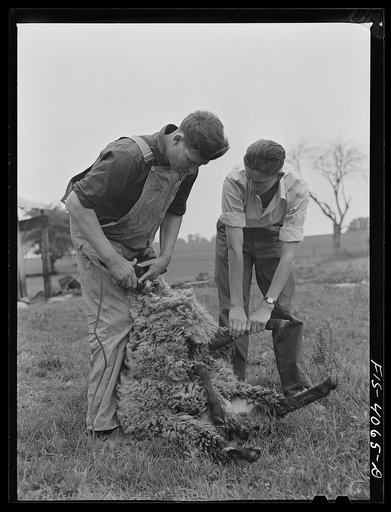 Untitled photo, possibly related to: Knox County, Tennessee (Tennessee Valley Authority (TVA)). Shearing sheep with electric clippers