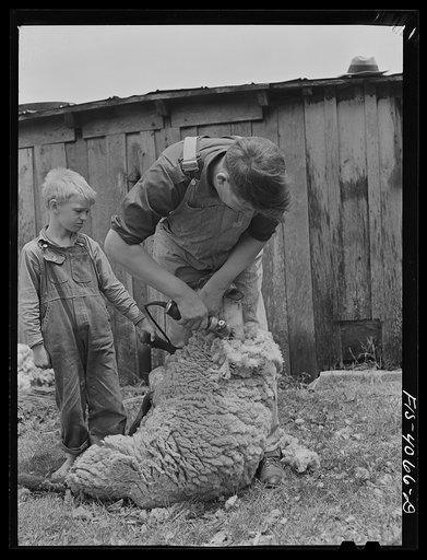 Untitled photo, possibly related to: Knox County, Tennessee (Tennessee Valley Authority (TVA)). Shearing sheep with electric clippers