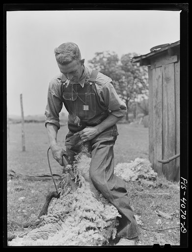 Untitled photo, possibly related to: Knox County, Tennessee (Tennessee Valley Authority (TVA)). Elmer Butter shearing sheep with electric clippers