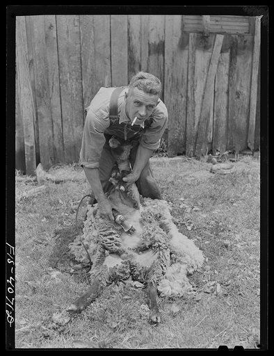 Knox County, Tennessee (Tennessee Valley Authority (TVA)). Elmer Butter shearing sheep with electric clippers