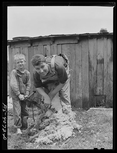 Knox County, Tennessee (Tennessee Valley Authority (TVA)). Shearing sheep with electric clippers