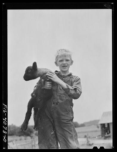 Untitled photo, possibly related to: Knox County, Tennessee (Tennessee Valley Authority (TVA)). Eddie Butter, farm boy, holds a lamb