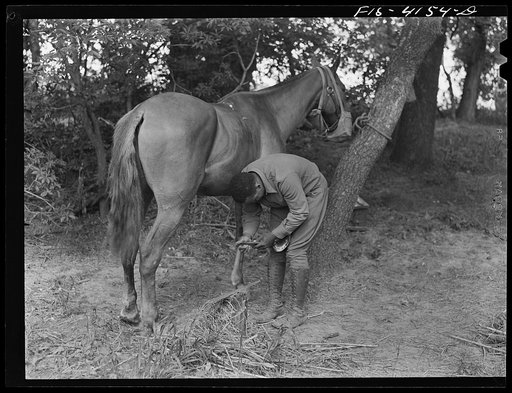 Fort Riley, Kansas. Shoeing a horse while in bivouac during a field problem of the cavalry