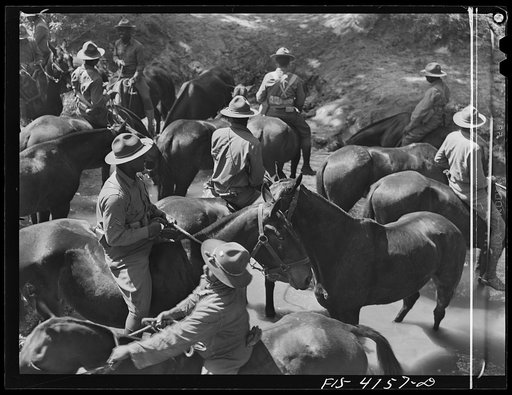 Fort Riley, Kansas. Watering the horses during a field problem of the cavalry