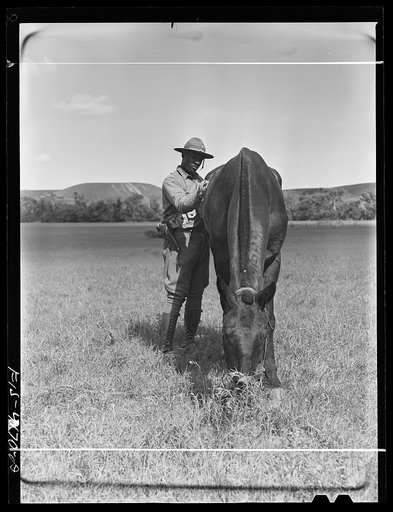 Fort Riley, Kansas. Grooming a horse during a field problem of the cavalry