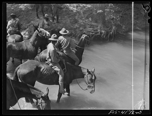 Fort Riley, Kansas. Watering the horses during a field problem of the cavalry