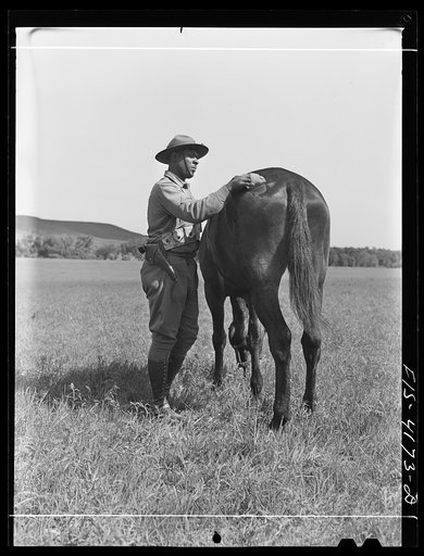 Untitled photo, possibly related to: Fort Riley, Kansas. Grooming a horse during a field problem of the cavalry