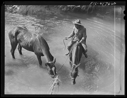 Fort Riley, Kansas. Watering the horses during a field problem of the cavalry