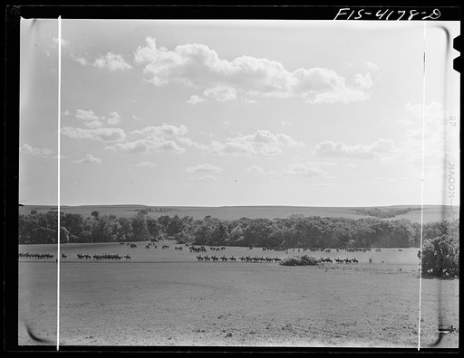 Fort Riley, Kansas. Cavalry coming into the bivouac area during a field problem