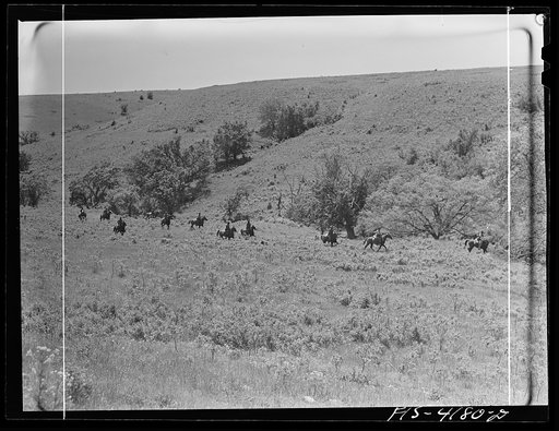 Fort Riley, Kansas. Cavalry coming across country during a field problem