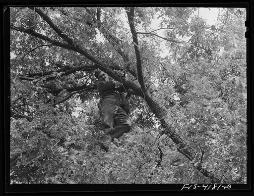Fort Riley, Kansas. Signal Corps man stringing wire for a message center during a field problem
