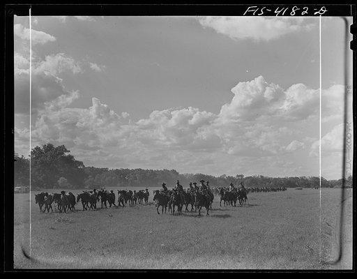 Fort Riley, Kansas. Cavalry coming into the bivouac area during a field problem
