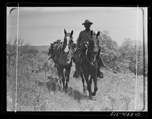 Fort Riley, Kansas. Leading a pack horse carrying a machine gun during a field problem of the cavalry