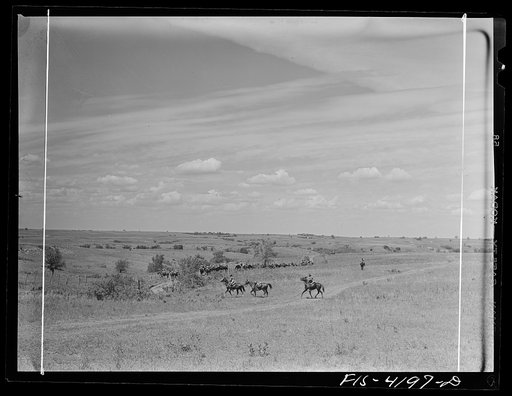 Fort Riley, Kansas. Cavalry coming across country during a field problem