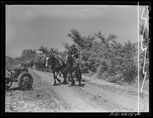 Untitled photo, possibly related to: Fort Riley, Kansas. Horses being led away after guns have been set up during artillery practice