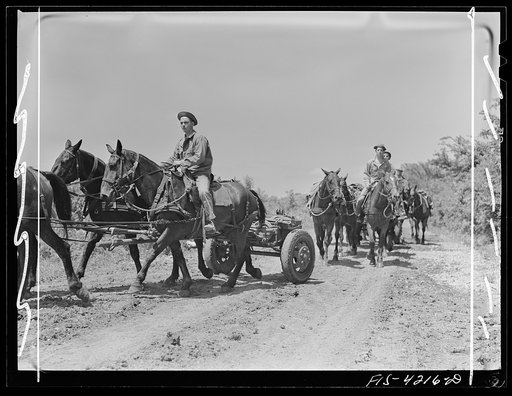 Fort Riley, Kansas. Horses being led away after guns have been set up during artillery practice