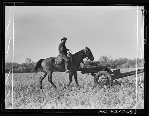 Untitled photo, possibly related to: Fort Riley, Kansas. Horses being led away after guns have been set up during artillery practice