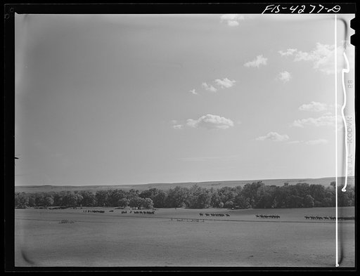 Fort Riley, Kansas. Cavalry coming into the bivouac area during a field problem