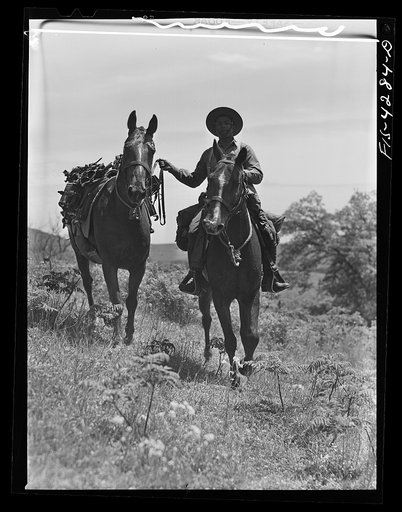 Fort Riley, Kansas. Leading a pack horse carrying a machine gun during a sham battle