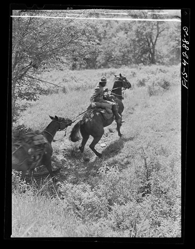 Untitled photo, possibly related to: Fort Riley, Kansas. Leading a pack horse carrying a machine gun during a sham battle
