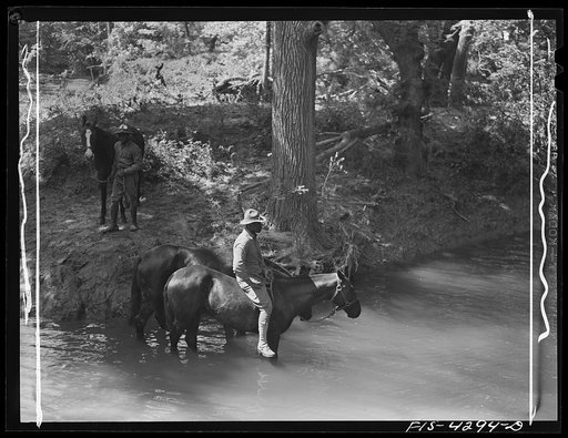 Untitled photo, possibly related to: Fort Riley, Kansas. Watering the horses during a field problem of the cavalry