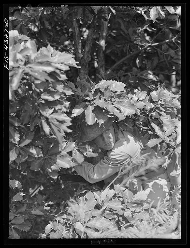 Fort Riley, Kansas. Taking advantage of natural cover during a scouting problem of a reconnaissance unit