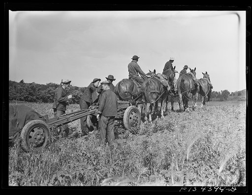 Untitled photo, possibly related to: Fort Riley, Kansas. Field artillery units about to go back to camp after a day of artillery practice