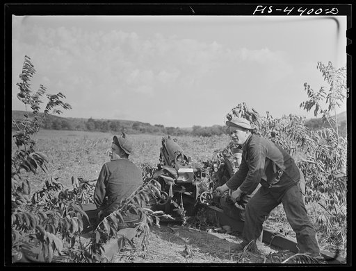 Fort Riley, Kansas. Artillery practice. Firing howitzer 75 mm gun