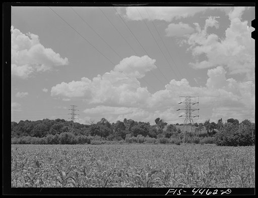 Lauderdale County, Alabama (Tennessee Valley Authority (TVA)). Transmission lines in a cornfield
