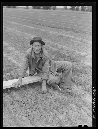 Wilson Dam, Alabama (Tennessee Valley Authority (TVA)). Civilian Conservation Corps (CCC) boy weeds loblolly pine seedlings at TVA nursery