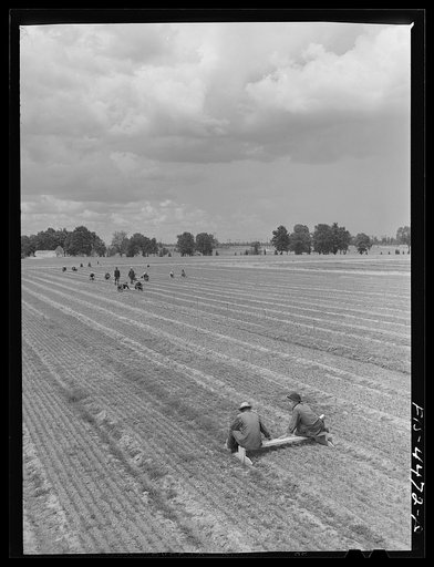 Untitled photo, possibly related to: Wilson Dam, Alabama (Tennessee Valley Authority (TVA)). Civilian Conservation Corps (CCC) boys weeding loblolly pine seedlings at TVA nursery. Since 1934, eighty million trees have been planted for soil conservation and flood control in the Tennessee Valley