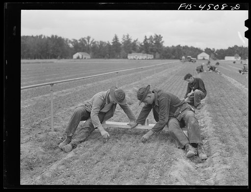 Untitled photo, possibly related to: Wilson Dam, Alabama (Tennessee Valley Authority (TVA)). Civilian Conservation Corps (CCC) boys weeding seedlings at TVA nursery