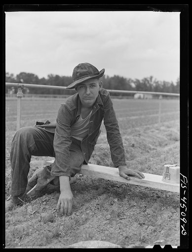 Untitled photo, possibly related to: Wilson Dam, Alabama (Tennessee Valley Authority (TVA)). Civilian Conservation Corps (CCC) boy weeds loblolly pine seedlings at TVA nursery