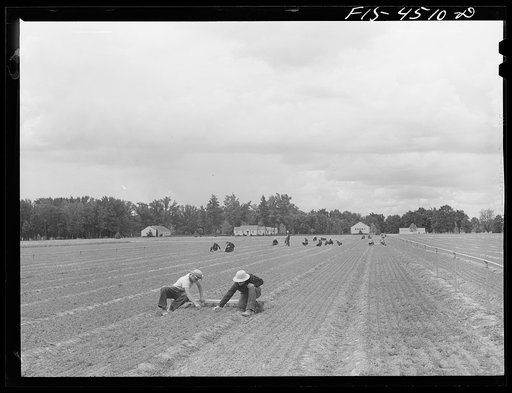 Untitled photo, possibly related to: Wilson Dam, Alabama (Tennessee Valley Authority (TVA)). Civilian Conservation Corps (CCC) boys weeding seedlings at TVA nursery