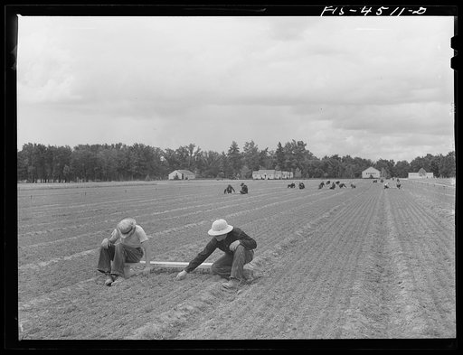 Wilson Dam, Alabama (Tennessee Valley Authority (TVA)). Civilian Conservation Corps (CCC) boys weeding seedlings at TVA nursery