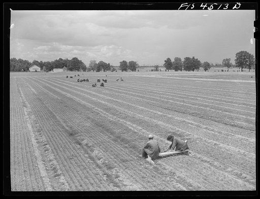 Wilson Dam, Alabama (Tennessee Valley Authority (TVA)). Civilian Conservation Corps (CCC) boys weeding loblolly pine seedlings at TVA  nursery. Since 1934, eighty million trees have been planted for soil conservation and flood control in the Tennessee Valley