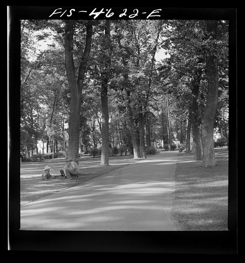 Shady street and park. San Jose, California